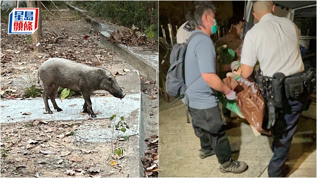 烏溪沙野豬傷人｜野豬已被人道處理 漁護署籲市民勿主動走近或干擾