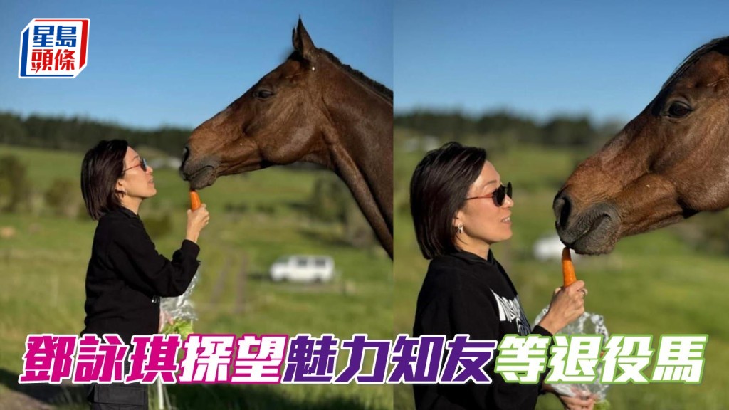 「魅力」、「知遇」系馬主鄧詠琪上周前往新西蘭，探望在當地頤養天年的一些退役馬，圖中是餵「魅力知友」吃紅蘿蔔的相片。。