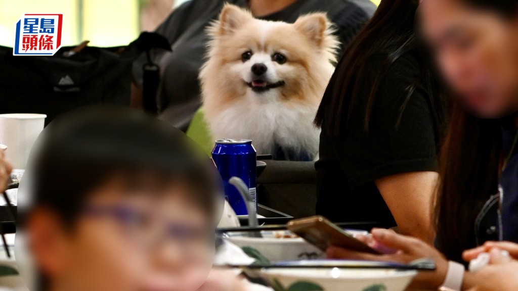 新一份《施政報告》宣布放寬《食物業規例》，讓食肆申請牌照容許狗隻進入餐廳。資料圖片