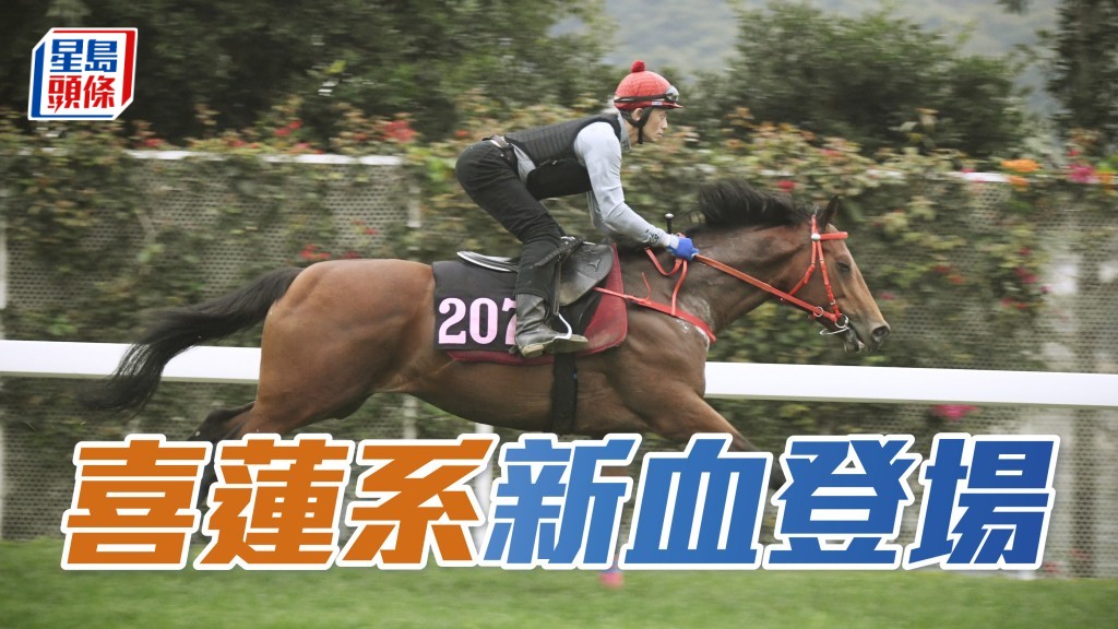 「喜蓮勇略」出自「花旗」，來港子嗣不少晉身中上班次。 