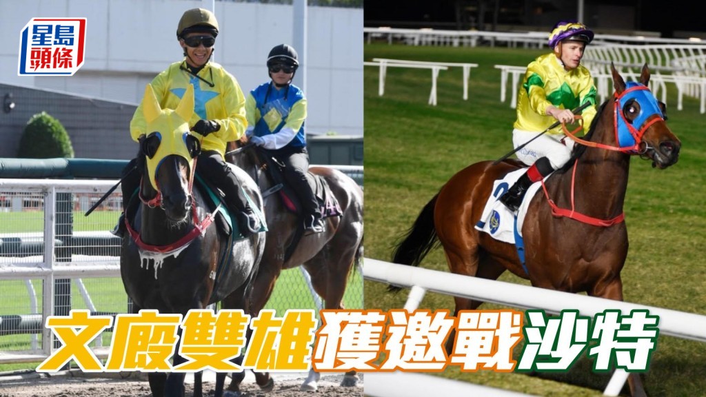 文廄雙雄「金鑽貴人」(左)「自強不息」(右) 齊獲邀請遠征沙特。