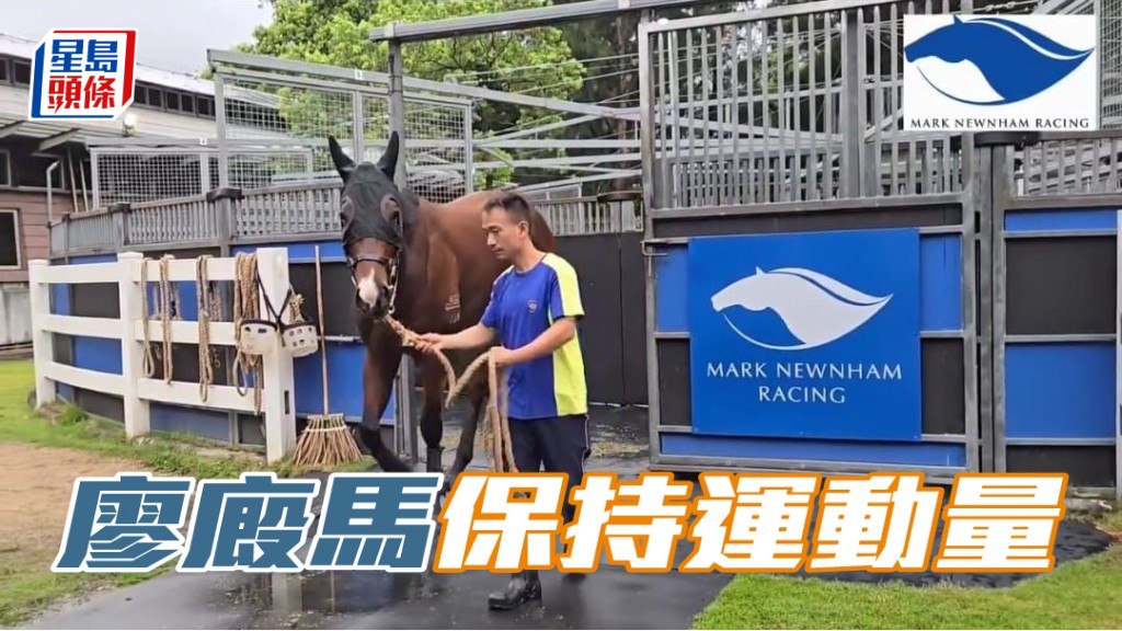 廖康銘旗下馬，於馬房內輕舒步頭準備新季。