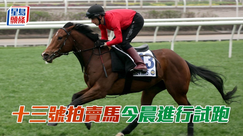 十三號拍賣馬已告康復，今早正式操練。