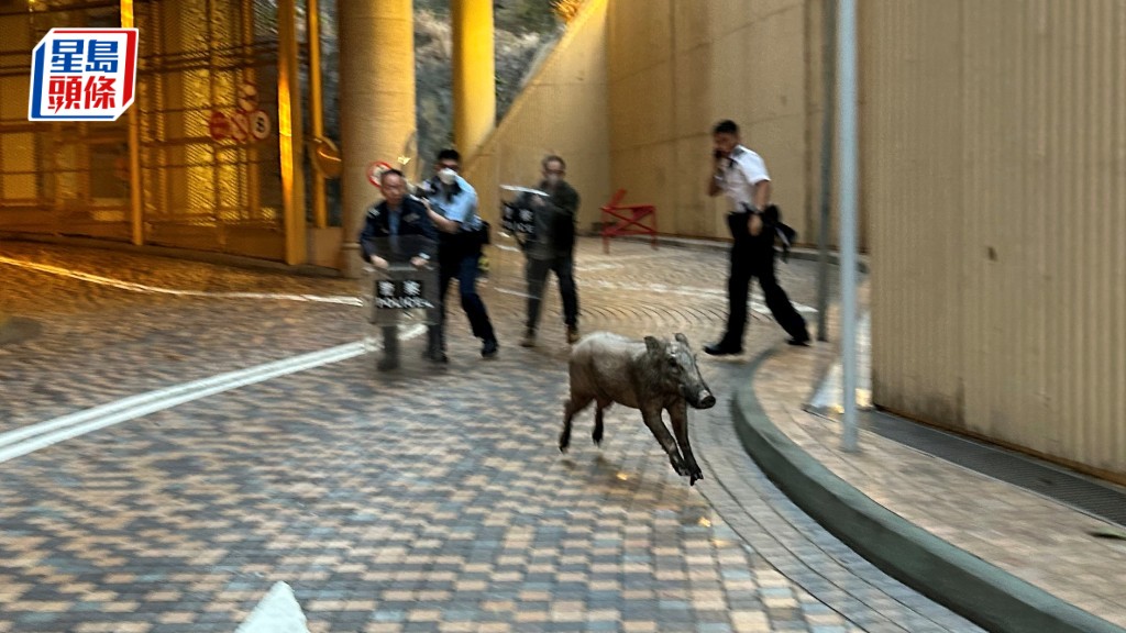 野豬大鬧烏溪沙 傷及至少3人 衝破持盾警防線險撞記者