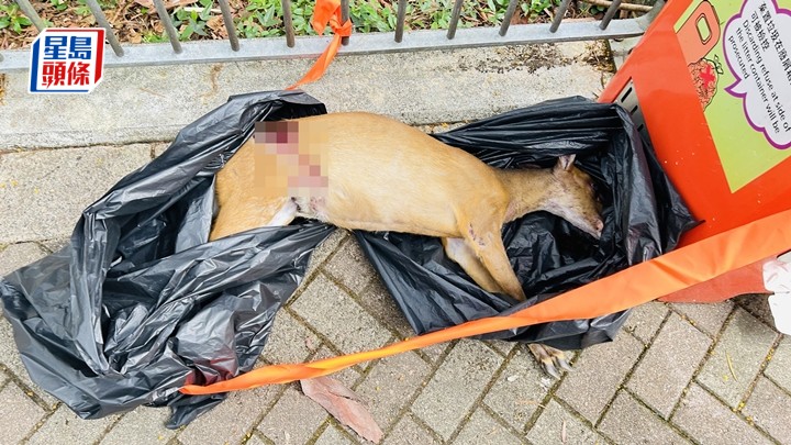 赤麂當場死亡。蔡楚輝攝