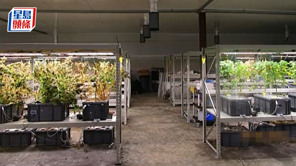 警方毒品調查科兩年前於元朗堵破位於元朗唐人新村的一個由貨倉改裝成的大麻種植場,5名涉案男子今認罪,還柙候懲。資料圖片