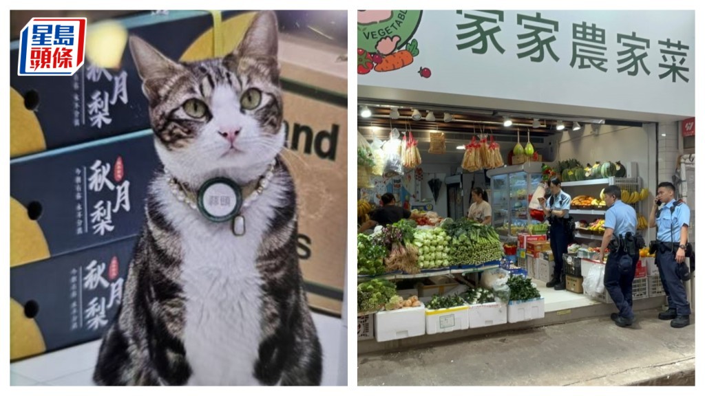 楊偉亨攝