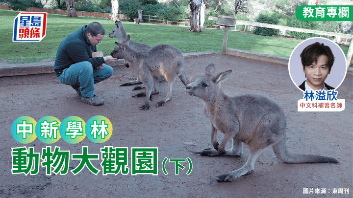  林溢欣 - 動物大觀園（下）｜中新學林 