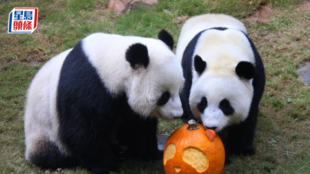 中央送贈大熊貓 旅議會感謝對特區關心：過往兩對熊貓是「集體回憶」伴港人成長