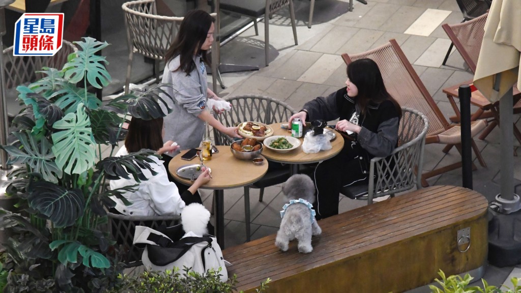 政府擬修例，允許狗隻進入食肆，若進展順利，年中便可批出首輪申請。資料圖片