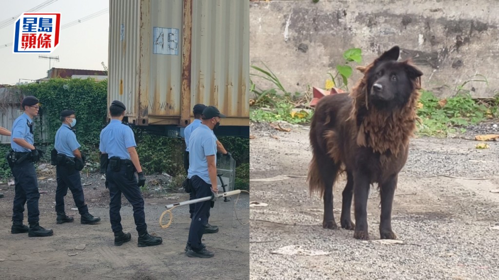 元朗狗咬死人｜警再夥漁護捉狗期間 發現一無人認領黑狗 惟未能捕捉