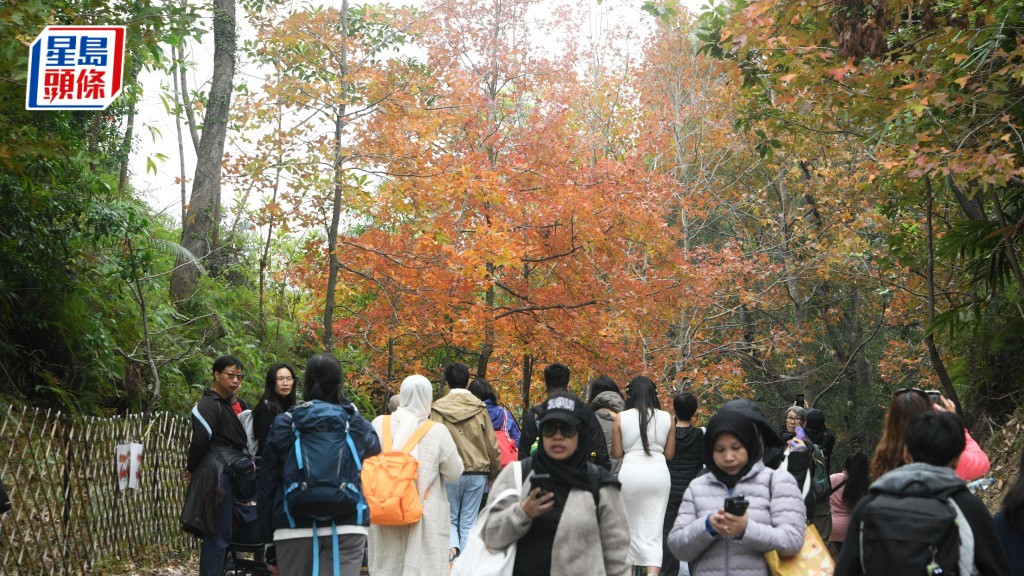 元朗大棠楓香林吸引不少市民及遊客專程上山賞紅葉。