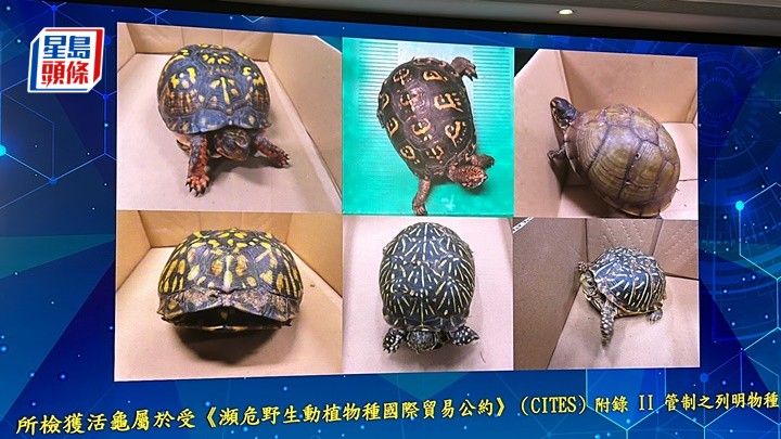 海關檢獲的活體龜隻。林思明攝