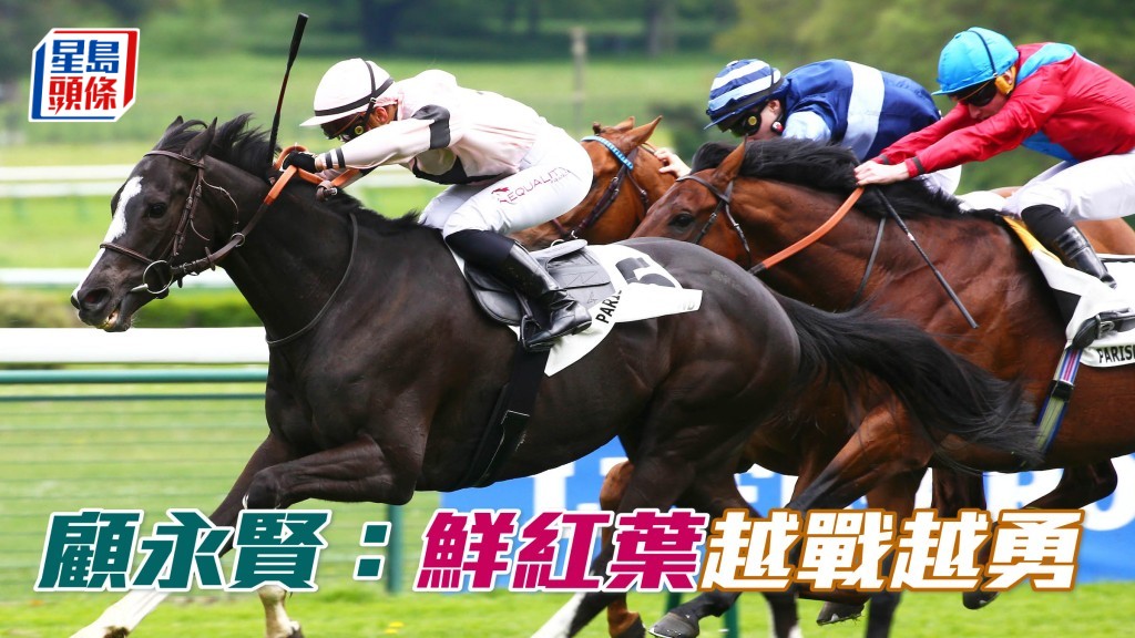 法国练马师顾永贤再战香江，派遣越战越勇的「鲜红叶」(图) ，冀能收复前失。