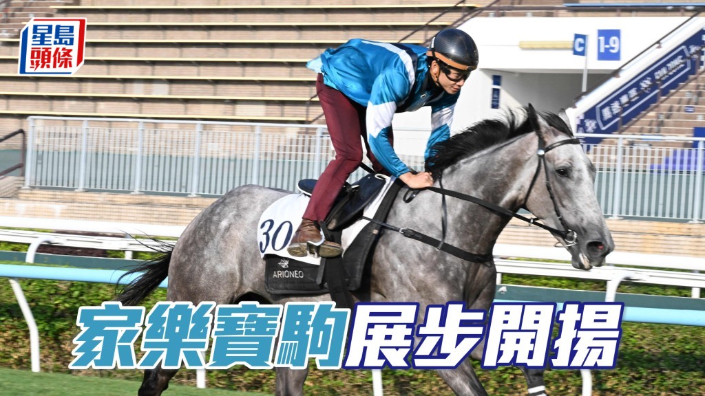 「家樂寶駒」力度唔差雙目有神，灰馬身扎實。