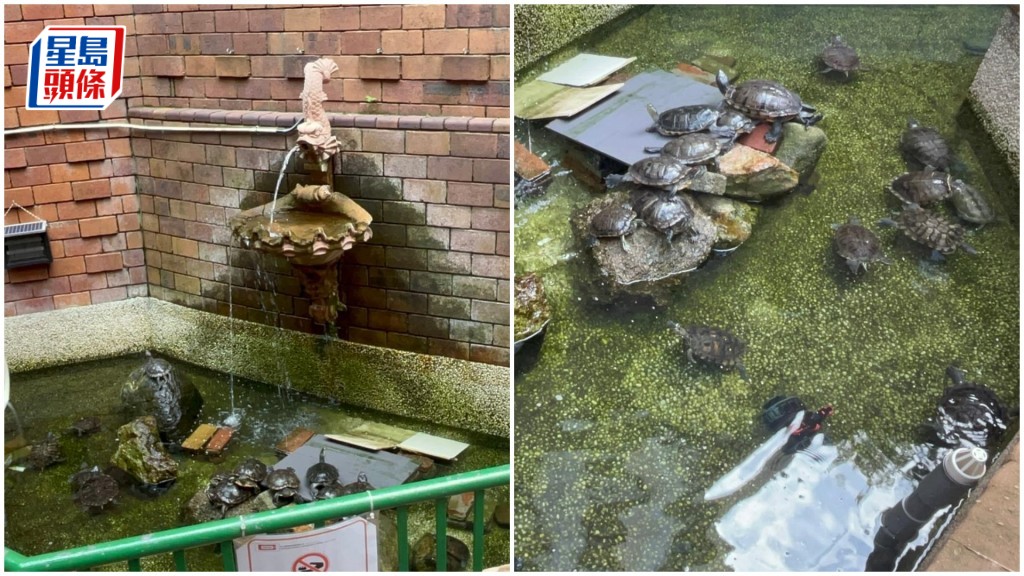 錦英苑水池龜隻現狀良好。楊偉亨攝