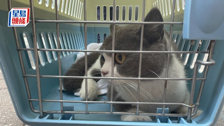 貓隻獲救，由愛協職員帶走治理。楊偉亨攝
