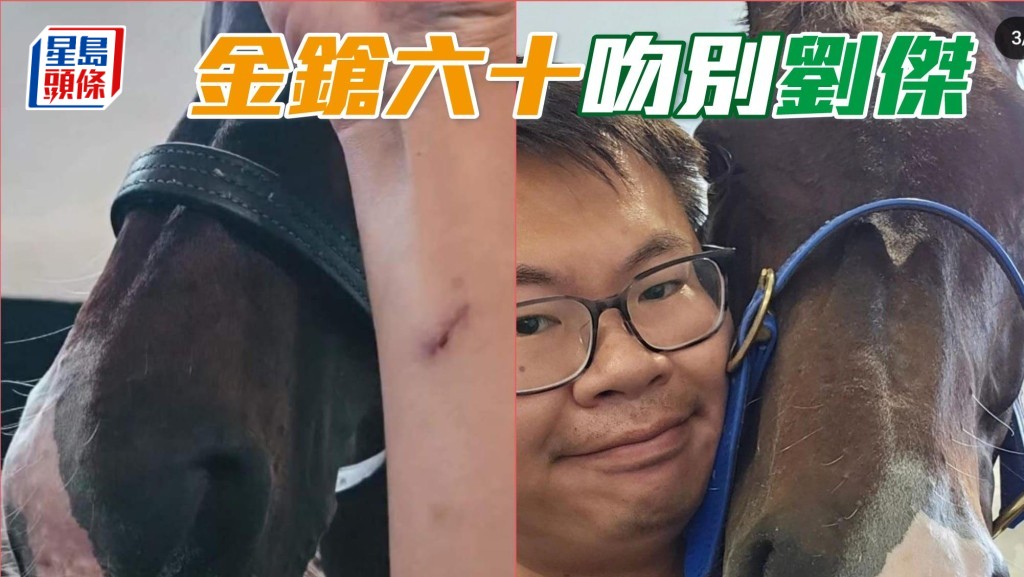 三屆馬王「金鎗六十」臨離開香港前，在劉傑的手上留下愛的烙印，看來馬王希望劉傑永遠也記得牠呢！ 