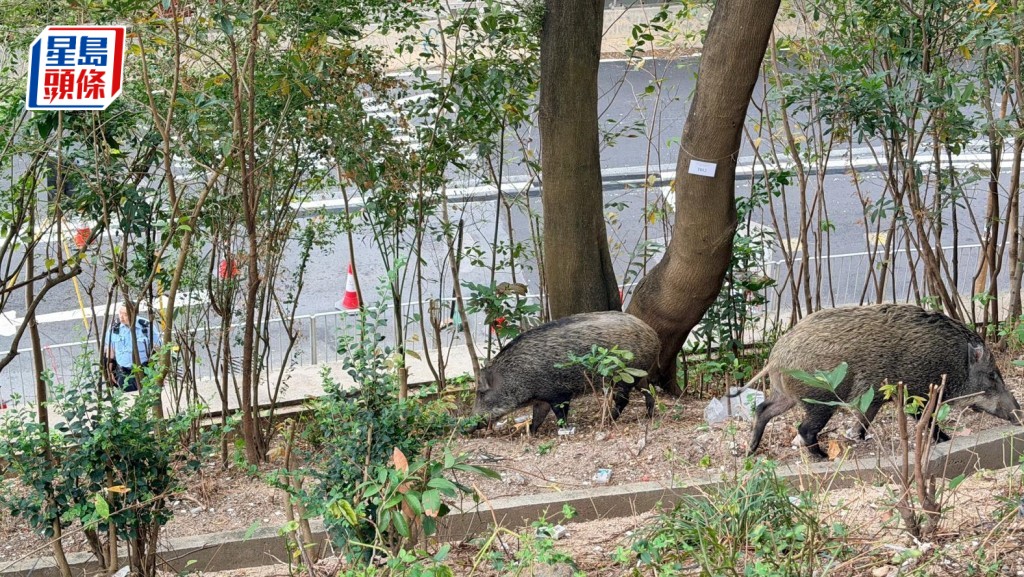 大群野豬出沒聖母醫院對開山坡。梁國峰攝