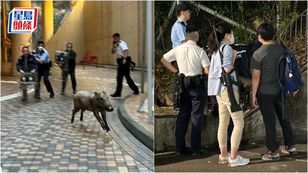 野猪大闹乌溪沙伤及4男女 冲破持盾警防线险撞记者 女枪手开麻醉枪制服