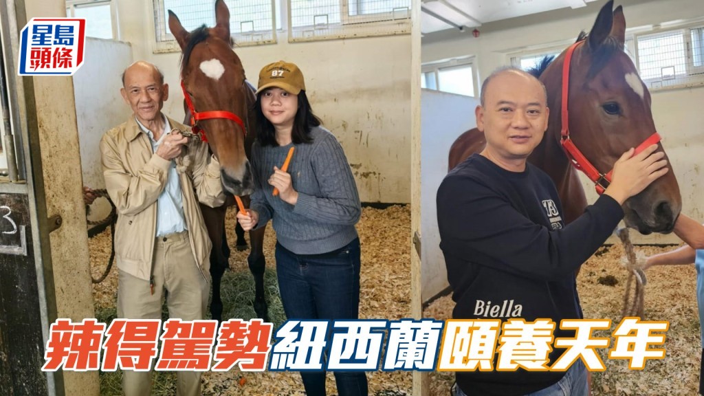 吴创木和家人将把「辣得驾势」运往纽西兰颐养天年，并会合其他一众「辣」系退役马。