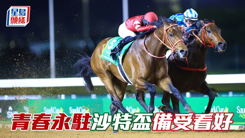 上届「青春永驻」(红衫) 以沙特杯的纪录时间击败「浪漫勇士」夺冠，今届作卫冕战仍备受看好。