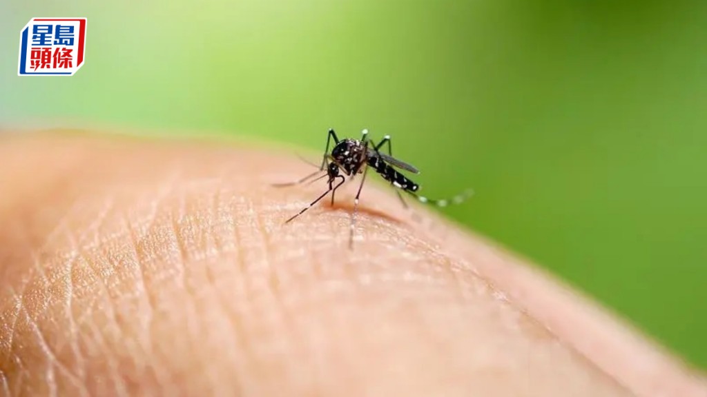 白纹伊蚊是登革热病媒。资料图片