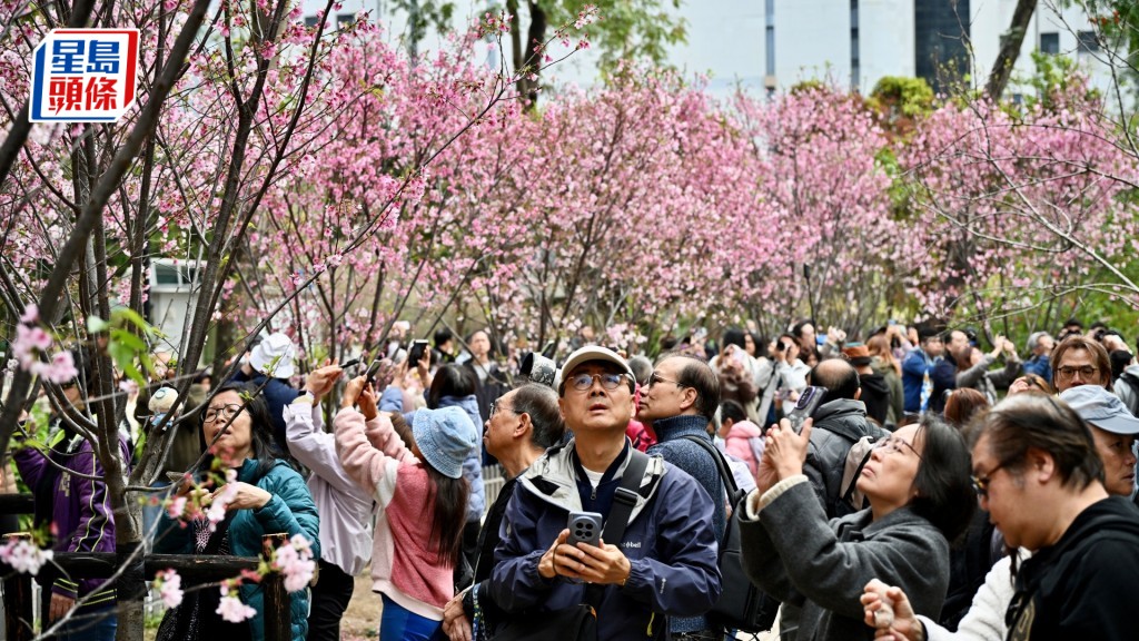 吸引逾百名市民趁周末到場賞櫻及打卡。