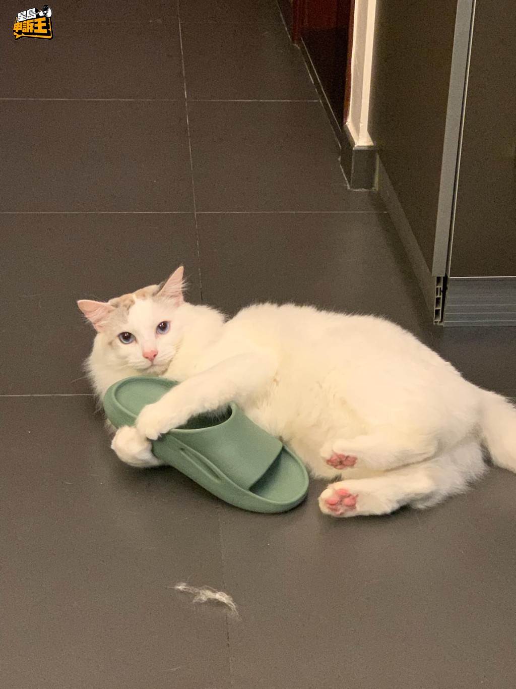 曹律師提醒,任何人在街上撿拾包括貓在內的物品或動物,理論上不得直接處置。(受訪者P小姐提供相片) 曹律師提醒,任何人在街上撿拾包括貓在內的物品或動物,理論上不得直接處置。(受訪者P小姐提供相片)