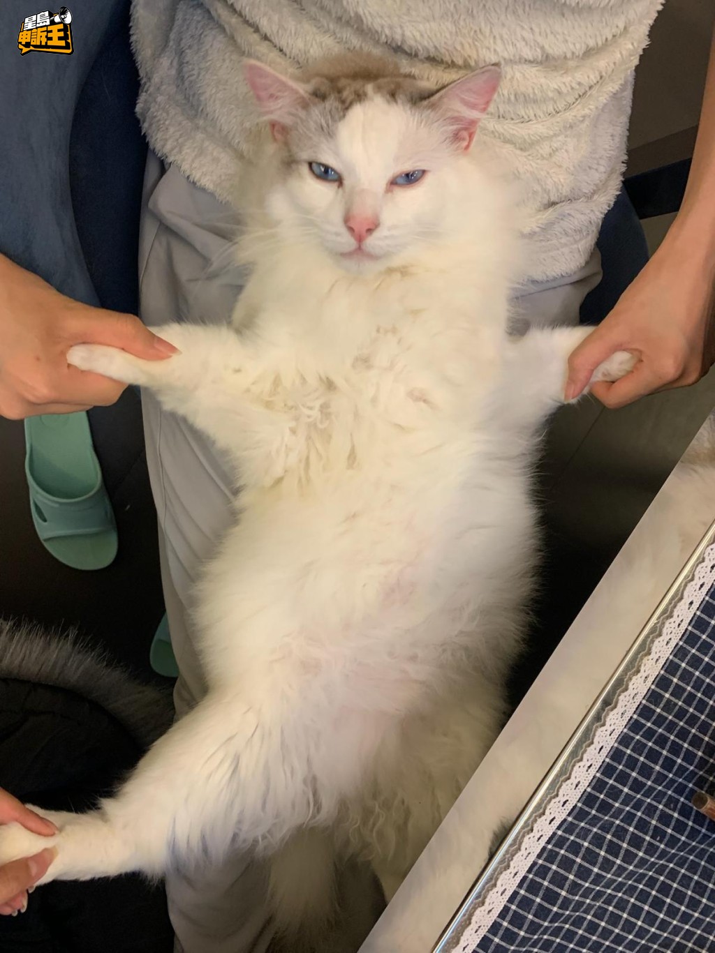 六年來,P小姐對貓咪愛護有加,視為家人。(受訪者P小姐提供相片) 六年來,P小姐對貓咪愛護有加,視為家人。(受訪者P小姐提供相片)