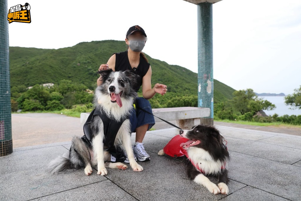 因為放狗問題，Tracy接連受到網絡欺凌，她直斥對方做法過份。