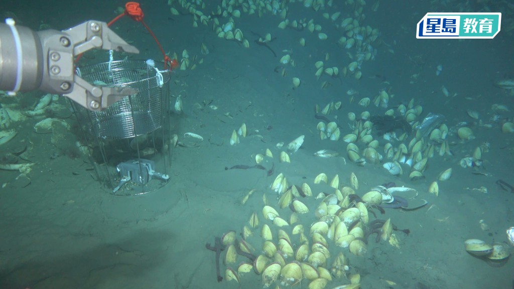 科大研究揭深海生物「化能共生」 解密应对环境变化机制