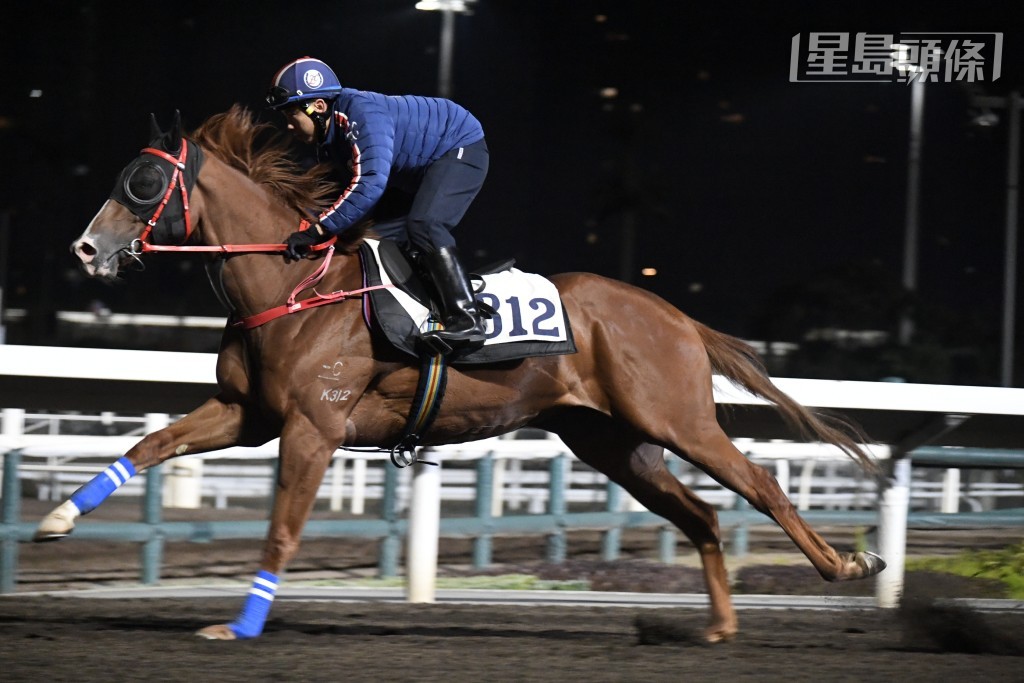 昨朝五點四十五分，羅廄一對周日參戰馬，「超勁赤兔」(圖) 和「紫荊盛勢」齊齊出跳。