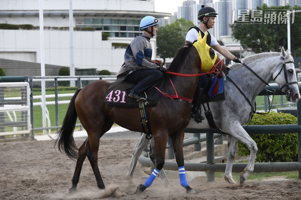 「馬力」今戰充滿搏殺動靜，而且此馬配潘頓極合拍。
