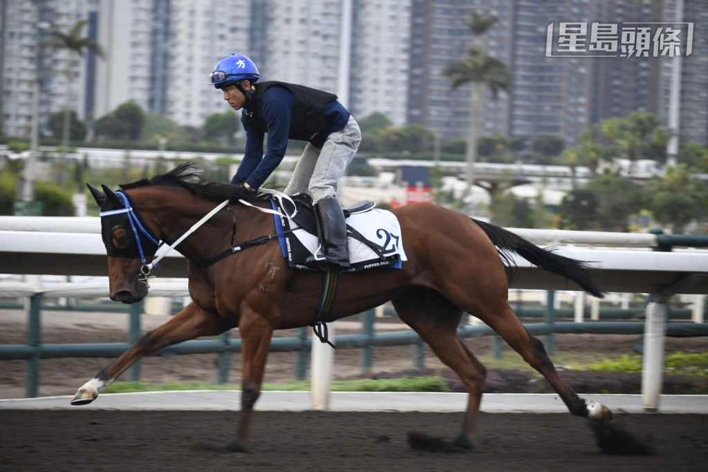 周三晚泥地赛有程马第六场的「快靓旺」(K027) (图)。 周三晚泥地赛有程马第六场的「快靓旺」(K027) (图)。