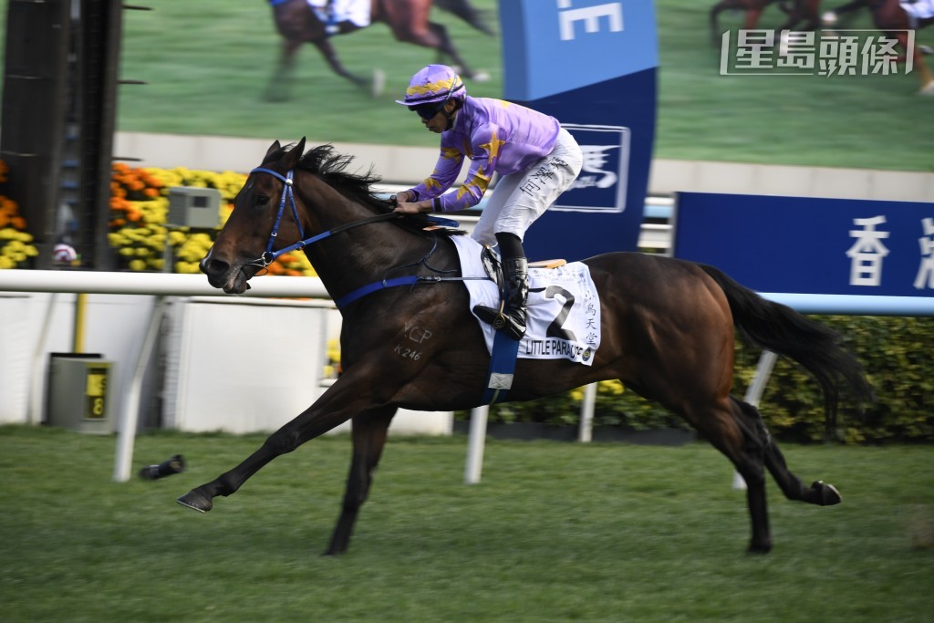 何澤堯上次初次接手策騎丁廄的「小鳥天堂」(圖)，出戰四歲馬系列香港經典一哩賽，即擦出新火花，凱旋而歸，今場人馬再爭香港經典盃。