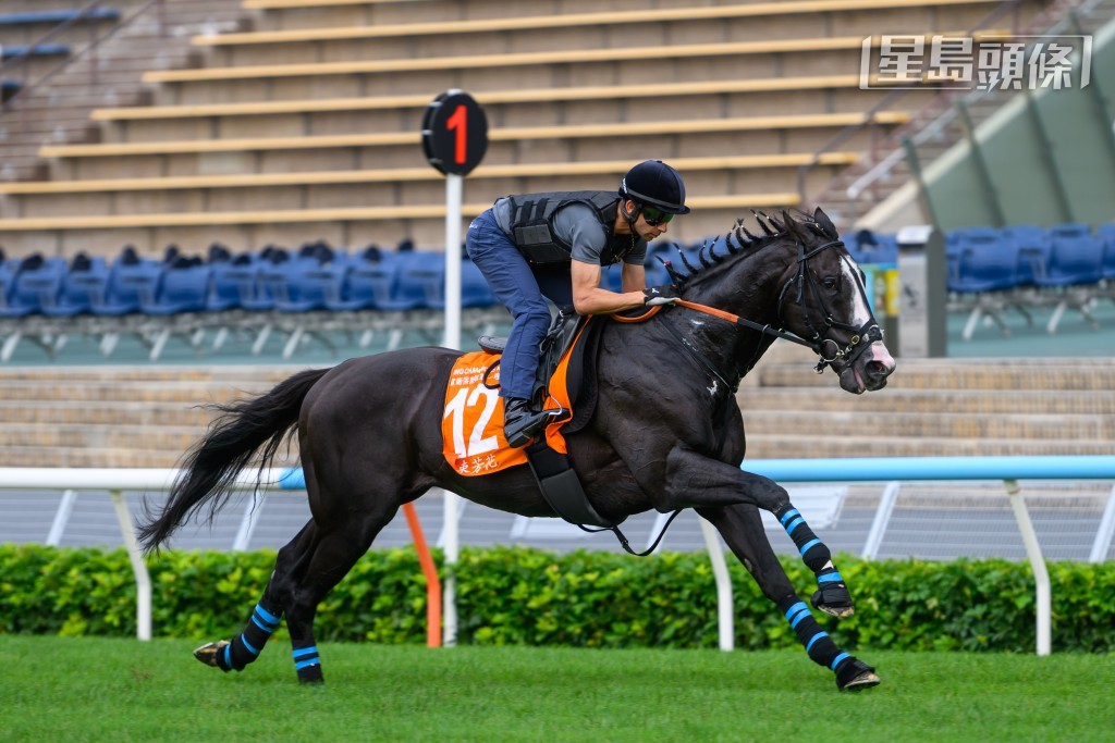 全朝焦点是骑师莫雷拉策骑冠军一哩赛日本代表「一束芳花」(图)，跟另一匹日本赛驹「里见梦境」(图)，一同到草地跑道岀试。两驹都走来畅顺有力，应已做足赛前准备。