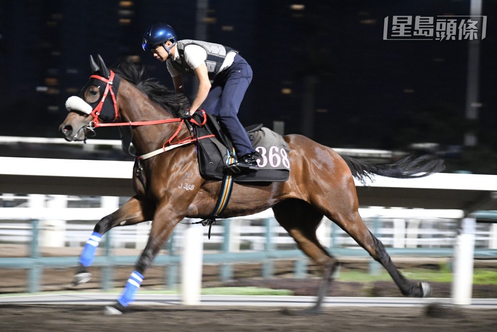 今朝大約六點十五分，梁家俊和潘明輝分別替「駿馬之星」(圖) 及「方圓星」出試，課後全哥捉住兩位好手傾談，足足傾了五分鐘，應有重心馬在其中。