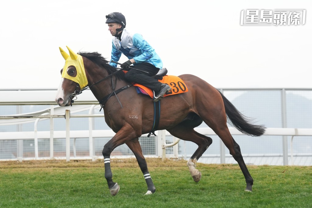 陈德华和太太叶惠圆名下的「樱花酒杯」(图)，年初三将会在港初出跑第四场。