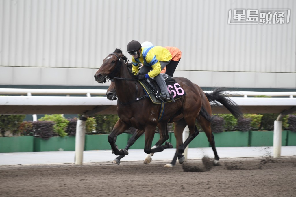 「晨曦儷人」賽前再試泥閘加強操練，今場力爭連捷。