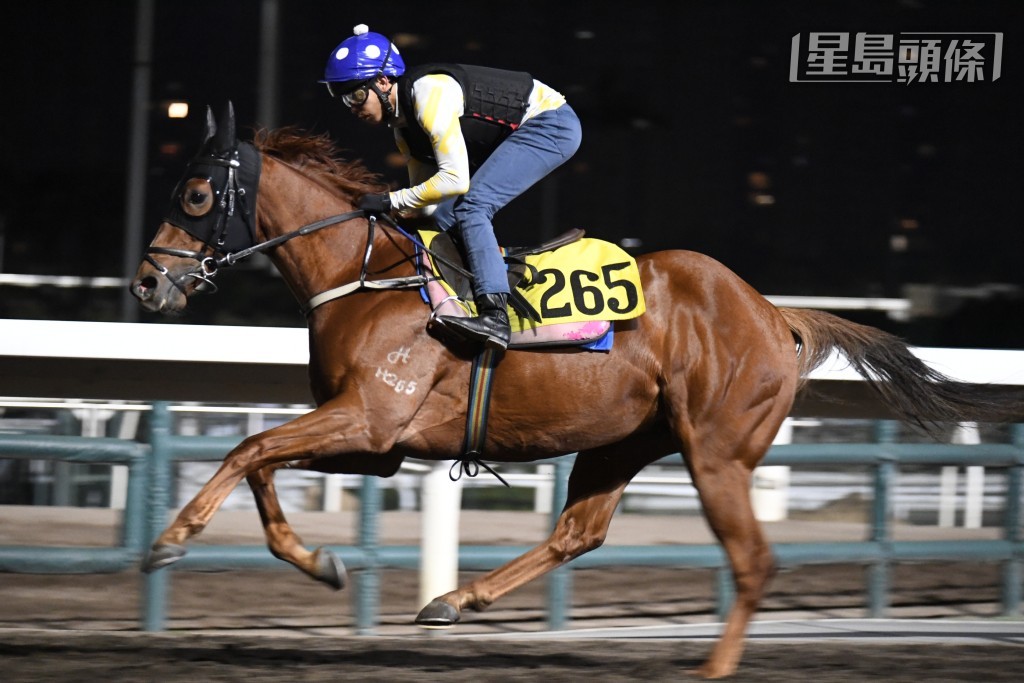 何澤堯高度重視今次坐騎「博望坡」，今朝五時五十五分就現身替牠出跳。