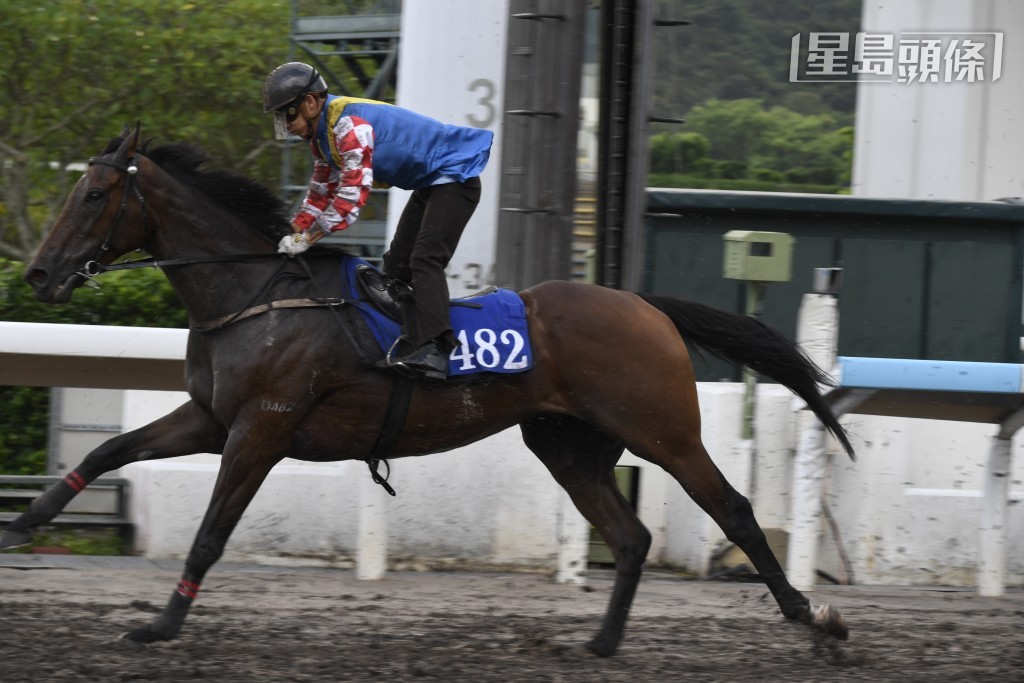 徐雨石在本周三谷草賽事有七匹正選馬，「電訊」系的「電訊驕陽」及「電訊巴打」(圖) 分別列陣第二及八場。