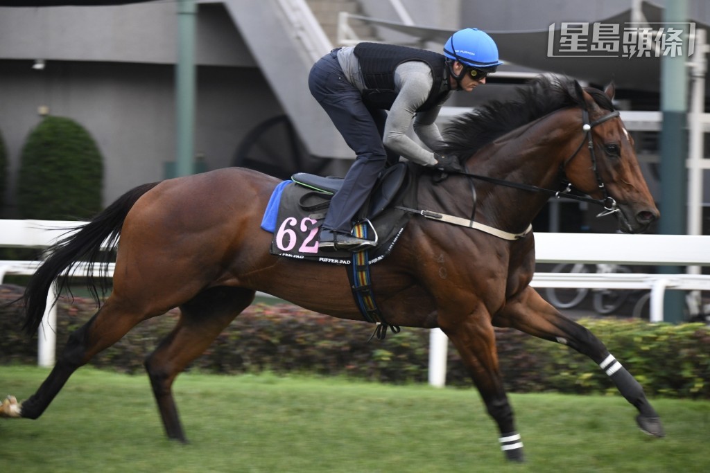  世界最高分馬「嘉應高昇」昨早由潘頓快跳草地。