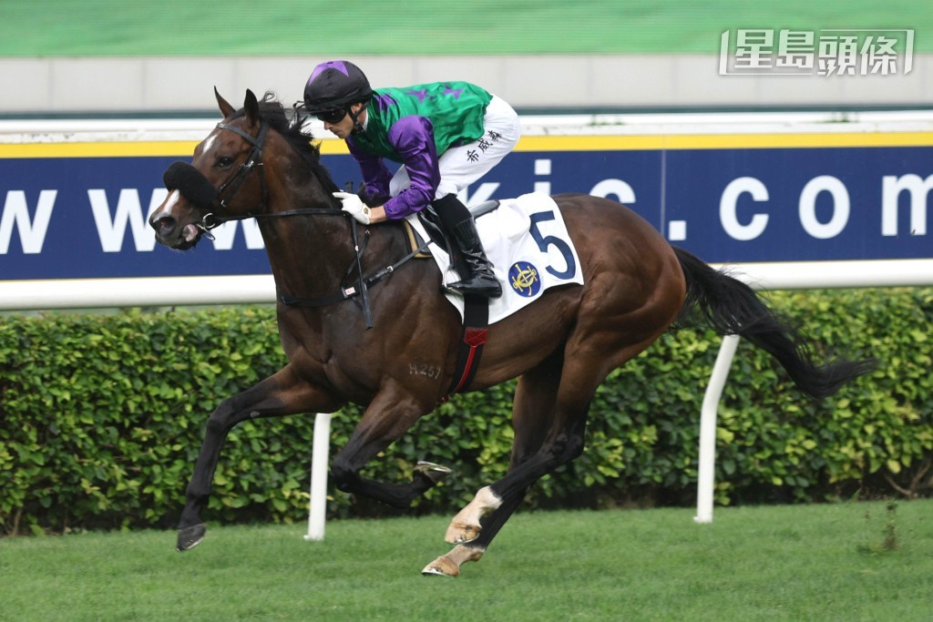 「九五赤兔」縮程回師1600米賽事。