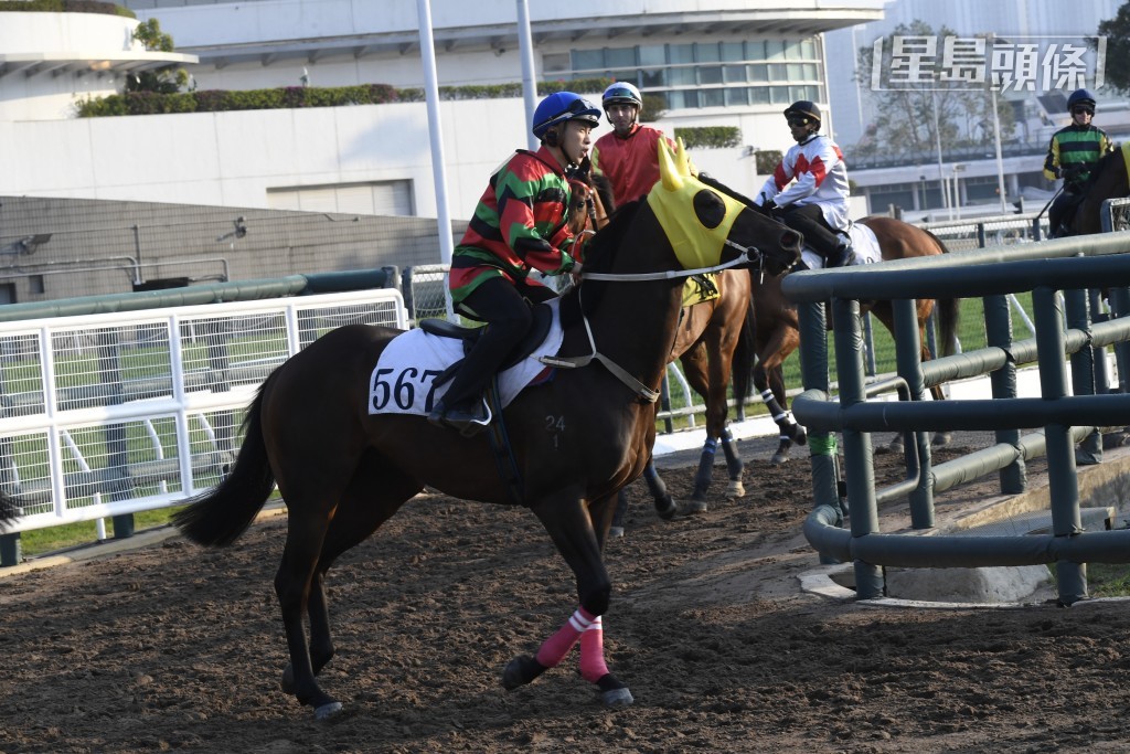 鍾易禮將為東廄的「驍將」(圖)、「開心瑰寶」、「超開心」及「鐵甲驌龍」主轡，騎者相信都希望當中有頭馬見面，為恩師送上頭馬賀壽。