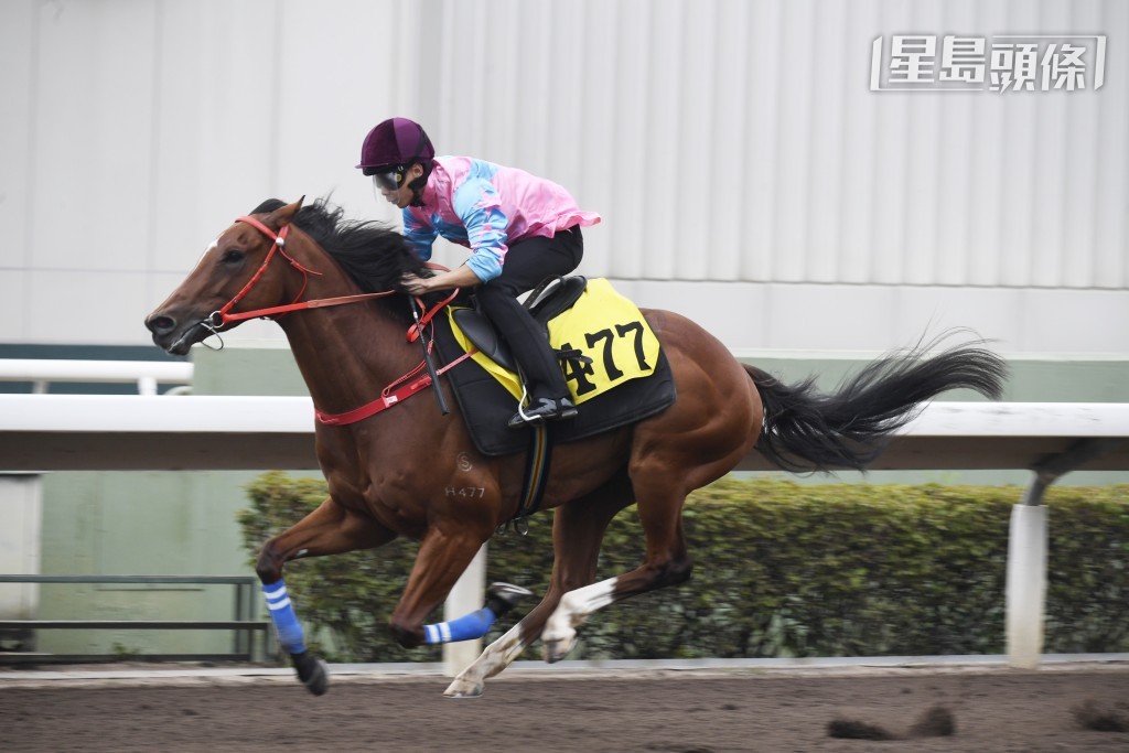 全哥對新勝馬「誠好運」甚為緊張，機坪接馬後向鞍上人問長問短。