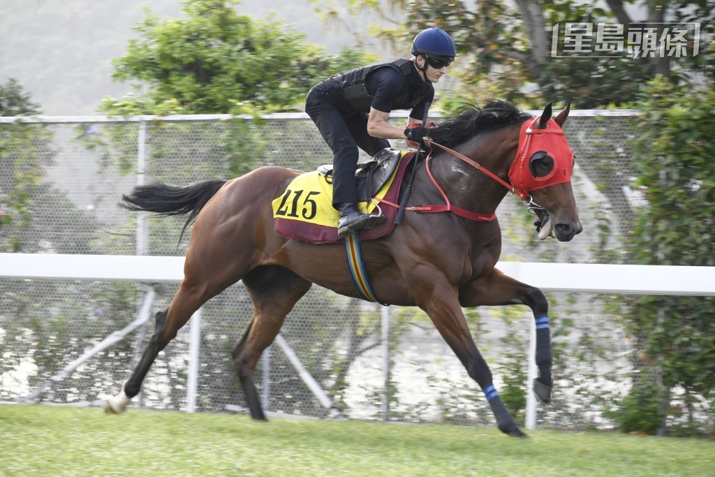 「喜莲勇感」大步顺走力度充沛，马身结实毛色润泽。