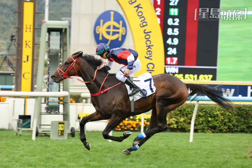厩侣「数字天文」(图) 会竞逐女皇杯，然后再出战皇太后纪念杯。