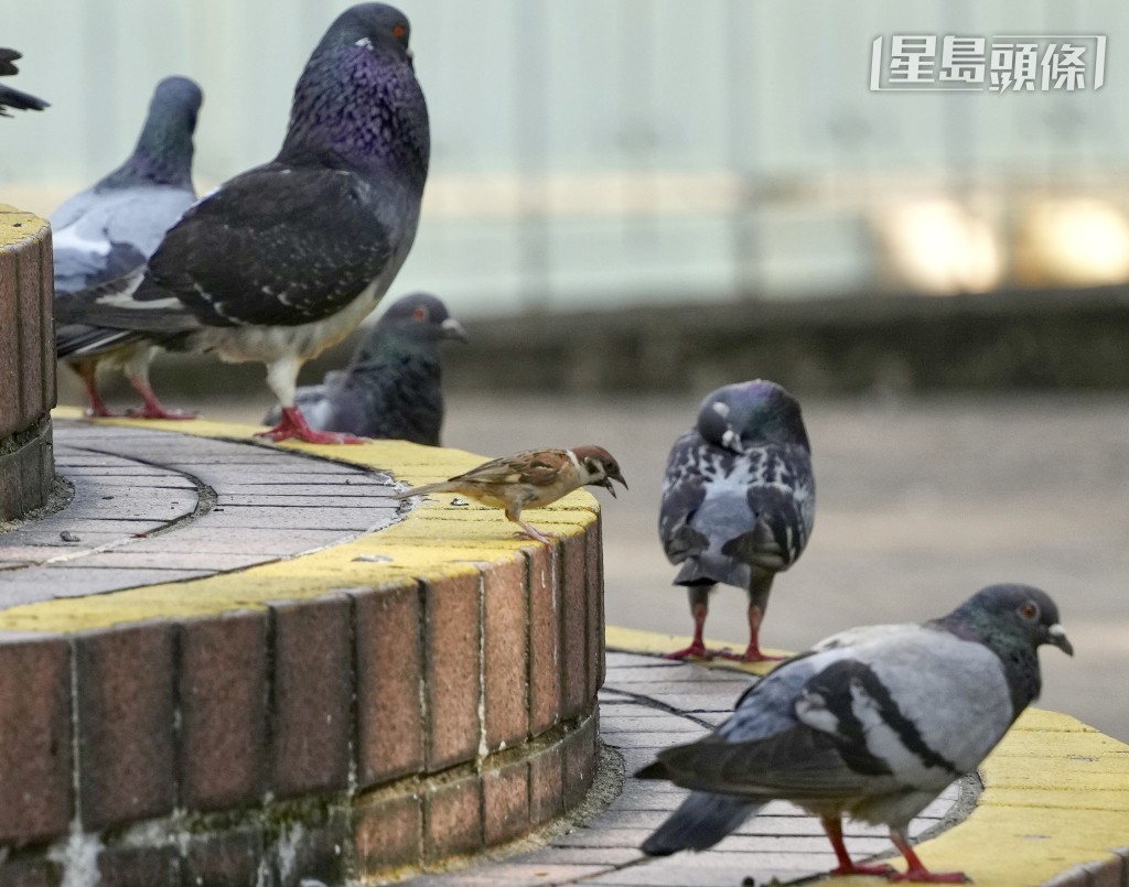 條例提高非法餵飼最高刑罰至罰款10萬元及監禁一年;並引入定額罰款,金額為5,000元,以進一步遏止非法餵飼活動。資料圖片 條例提高非法餵飼最高刑罰至罰款10萬元及監禁一年;並引入定額罰款,金額為5,000元,以進一步遏止非法餵飼活動。資料圖片