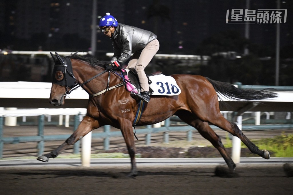 今朝呂健威繼續緊守崗位,一早到場督操,期間檢視多駒,包括出爭第二場「龍傲綾羅」(圖)。 今朝呂健威繼續緊守崗位,一早到場督操,期間檢視多駒,包括出爭第二場「龍傲綾羅」(圖)。